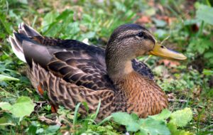 Are you a sitting duck when it comes to your cybersecurity